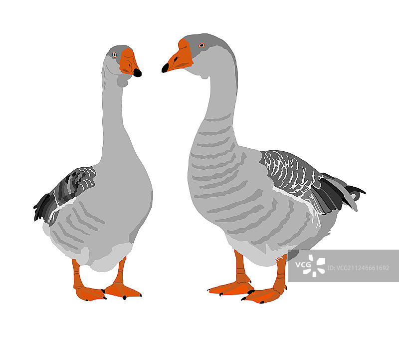 相爱的灰色中国鹅夫妇图片素材