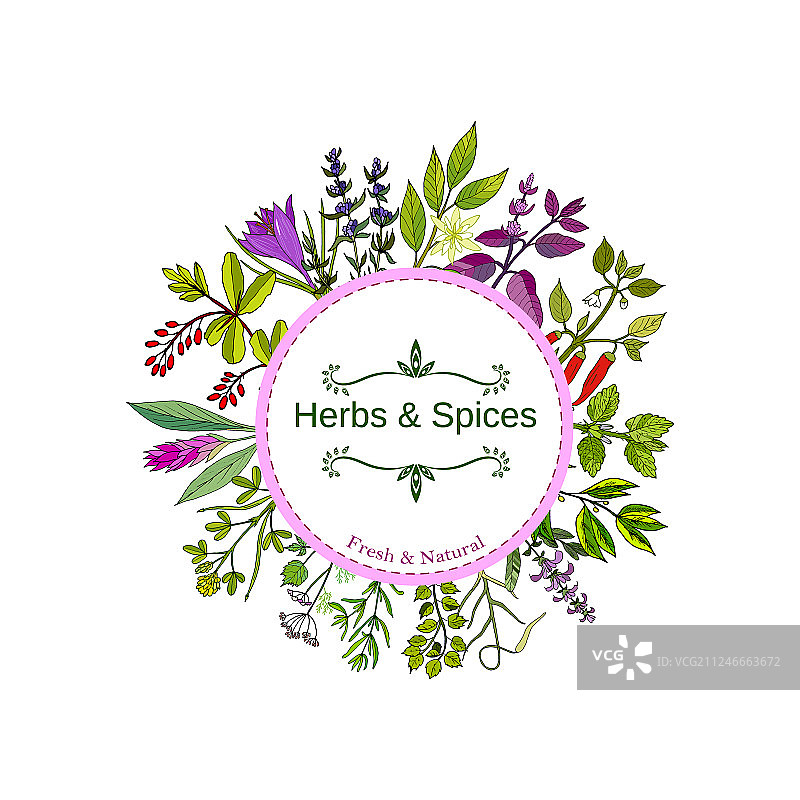 手绘烹饪香草和香料图片素材