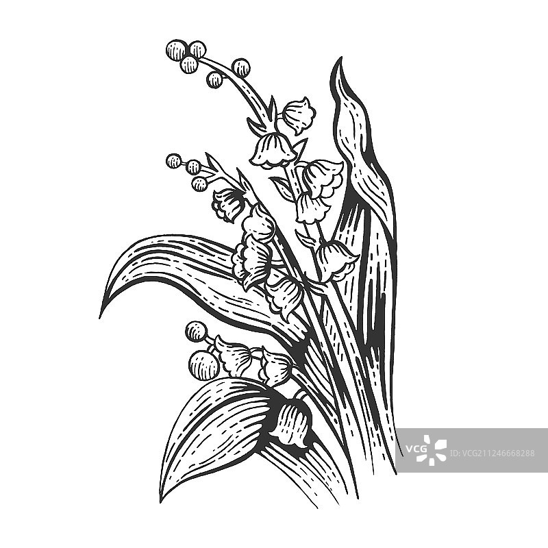 铃兰花素描雕刻图片素材