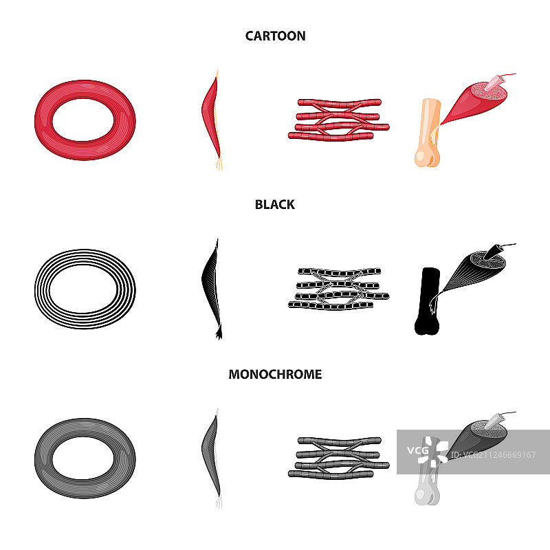 纤维和肌肉图标的孤立元素集合图片素材