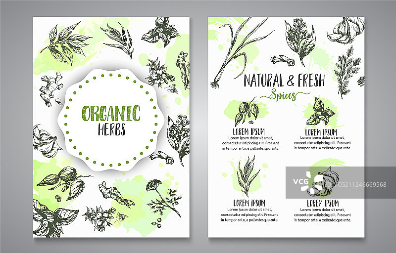 香草和香料海报：草本植物和香料手绘设计图片素材