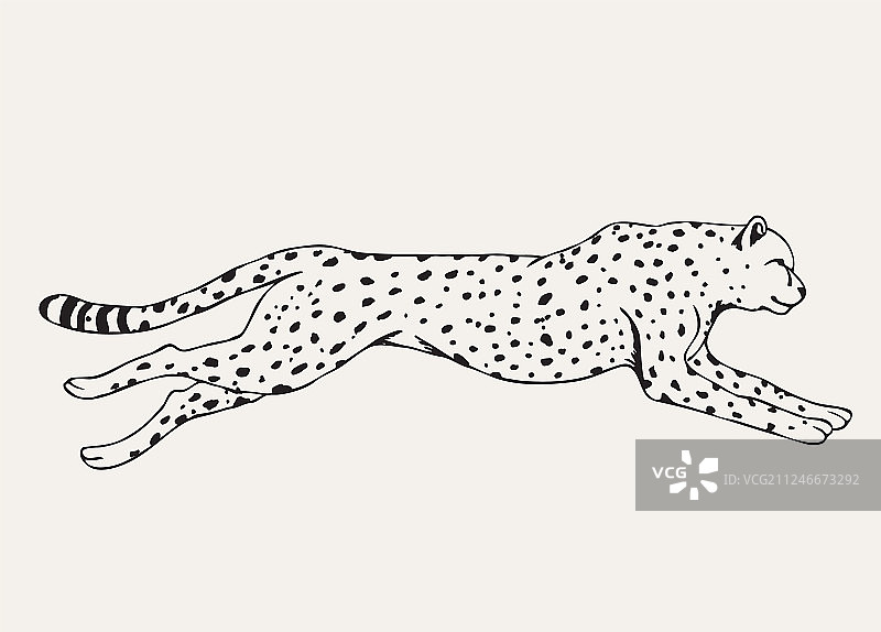 手绘奔跑的豹子图片素材