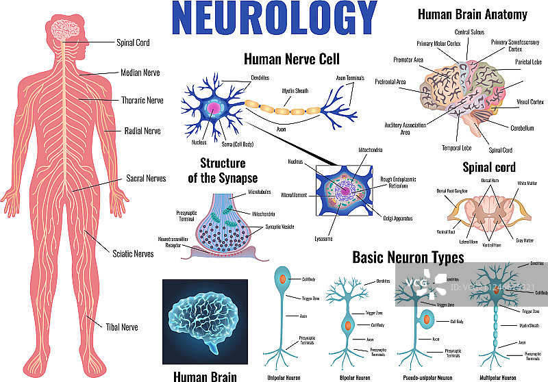 神经学和人脑模型图片素材