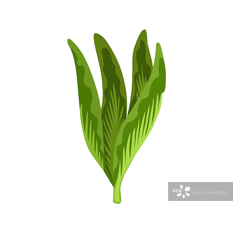 绿色新鲜蔬菜沙拉和有机草本图片素材