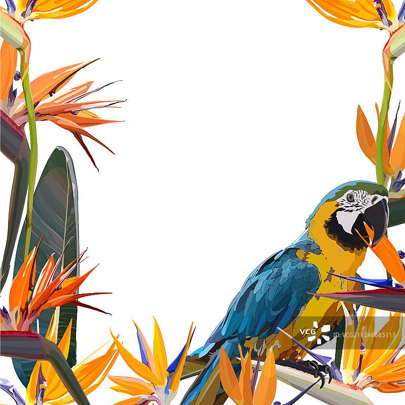 天堂鸟花边框图片素材