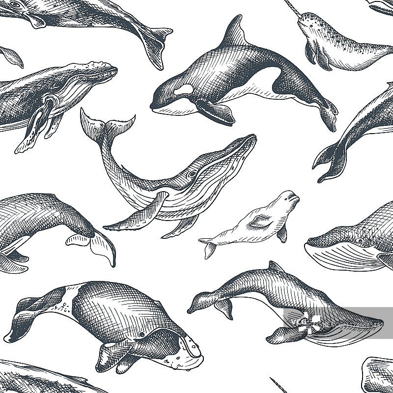 手绘鲸鱼图案图片素材
