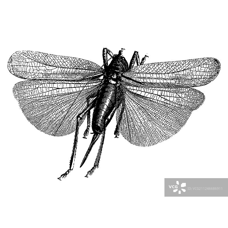 昆虫雕刻图片素材