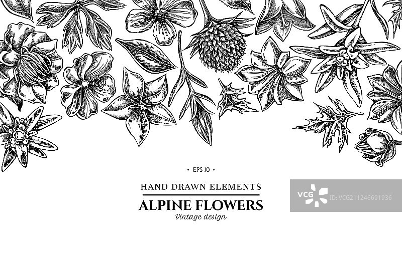 带黑白风铃草的鲜花设计图片素材