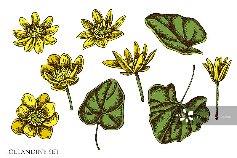 手绘彩色白屈菜素材图片素材