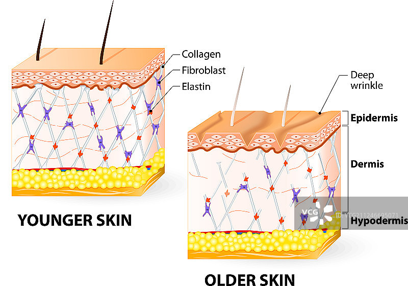 胶原蛋白和弹性蛋白图片素材