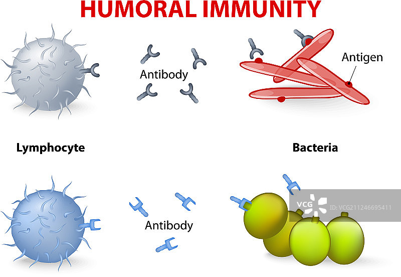 体液免疫图片素材