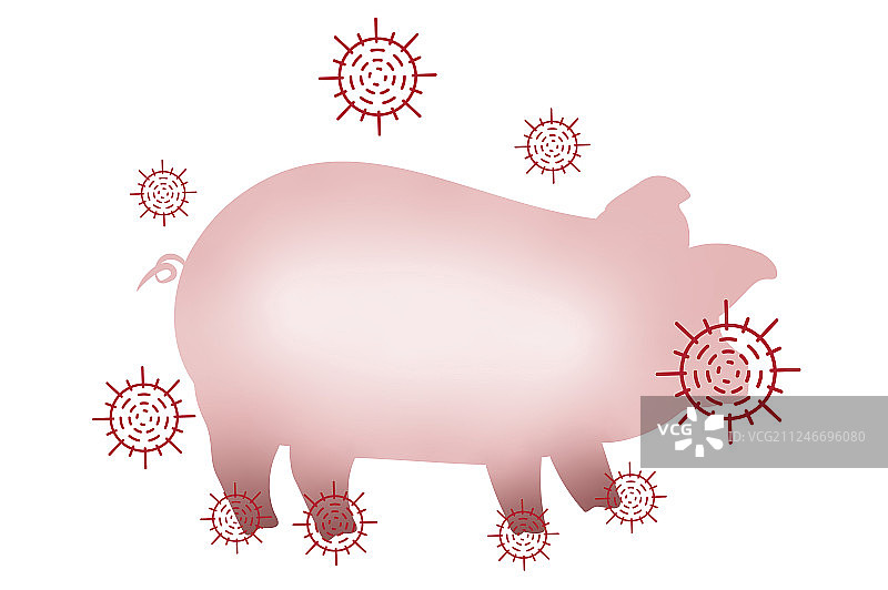 得了口蹄疫的猪图片素材