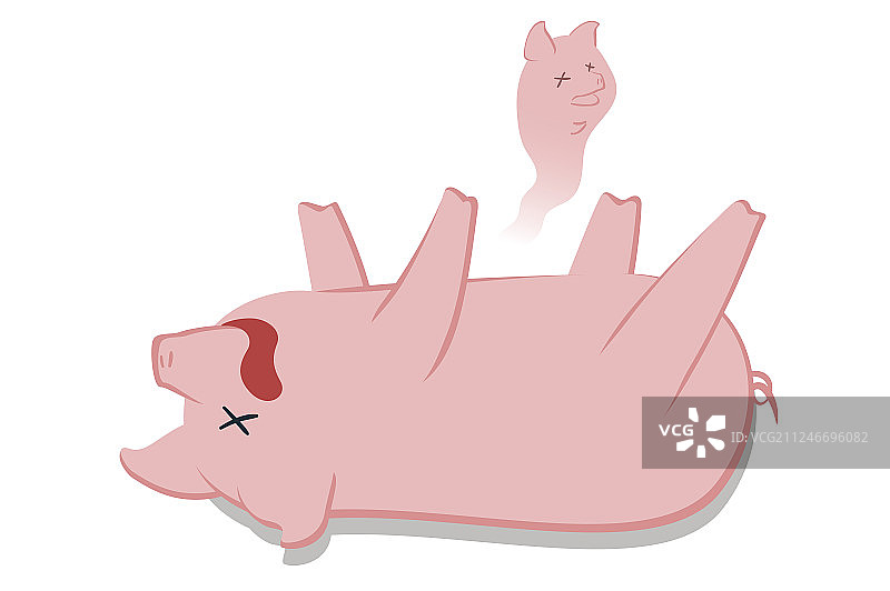 得了非洲猪瘟生病死亡的猪图片素材