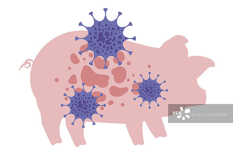 得了口蹄疫的病死猪图片素材