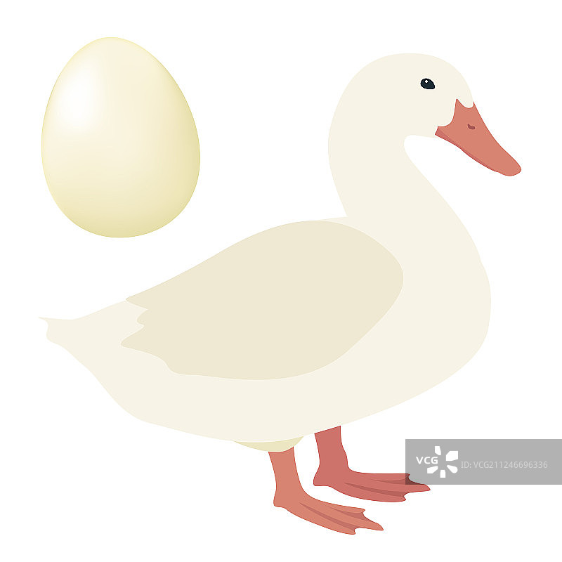 一个可爱优良肉品的鸭子跟鸭蛋图片素材