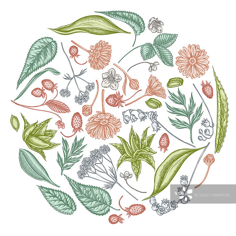 粉彩芦荟金盏花圆形花卉设计图片素材