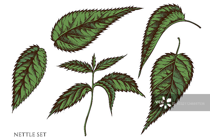手绘彩色荨麻图片素材