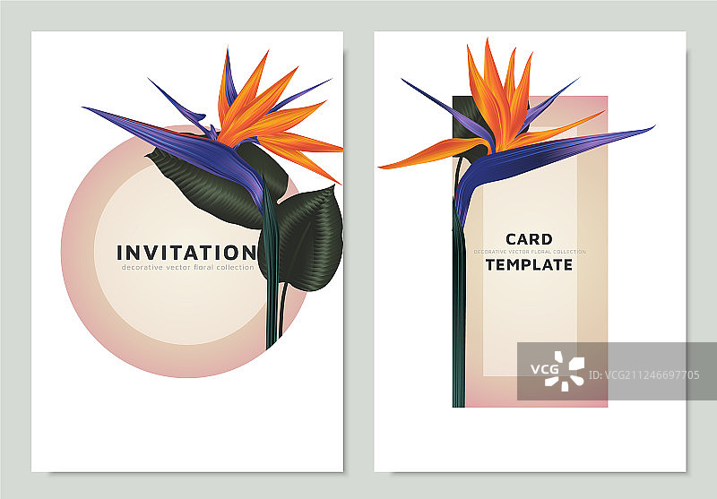 天堂鸟花和叶子图片素材