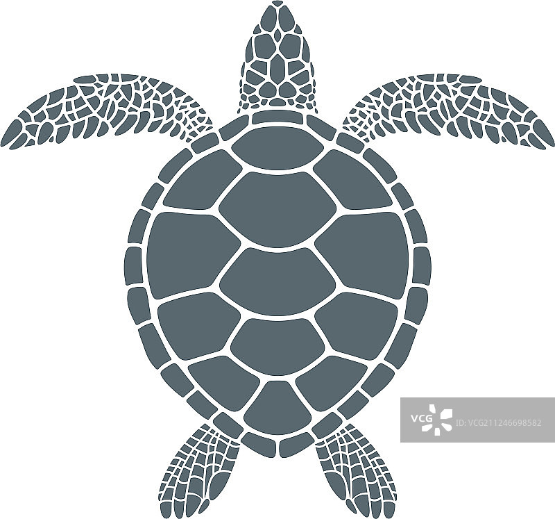 海龟图片素材