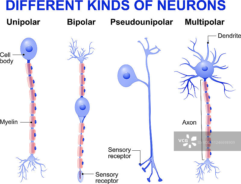 多种神经元图片素材