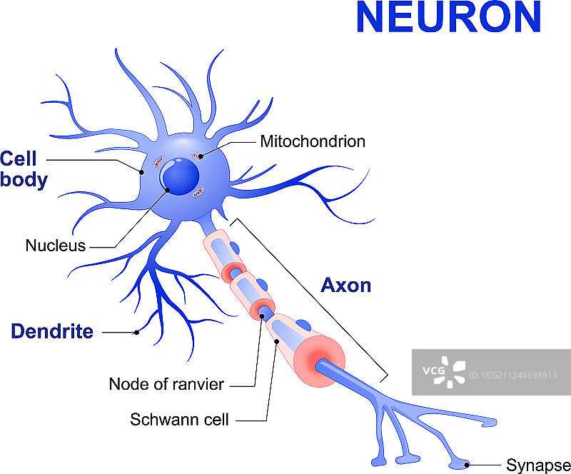 典型的人类神经元图片素材