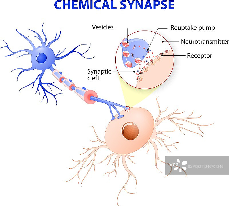 典型的化学突触图片素材