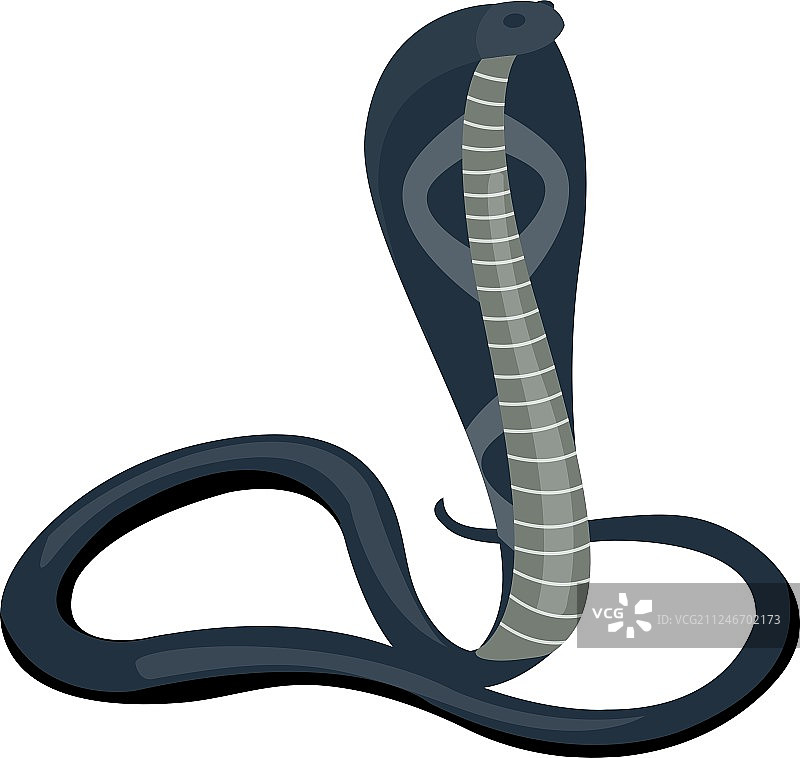 眼镜蛇图片素材