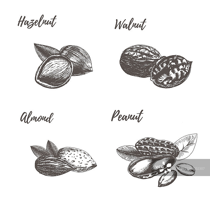 手绘坚果合集图片素材