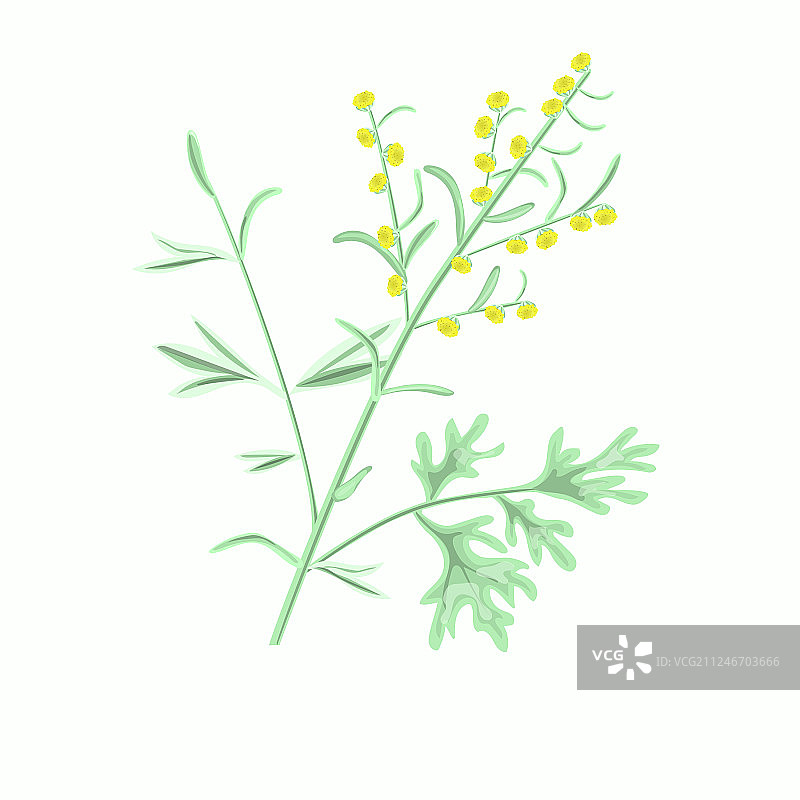 苦艾草图片素材