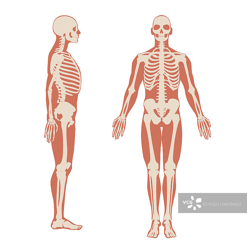 男性骨骼的正面和侧面解剖图图片素材