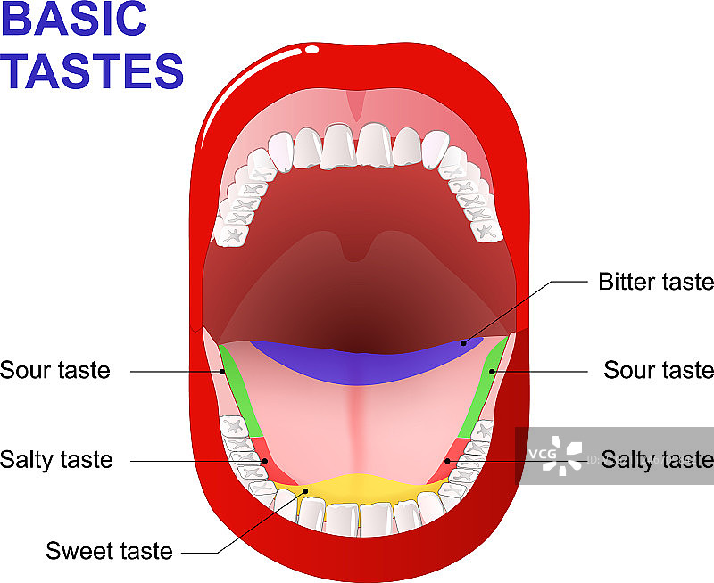 味觉区域图片素材