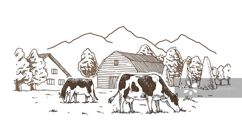 奶牛场奶牛在乡村草地吃草图片素材