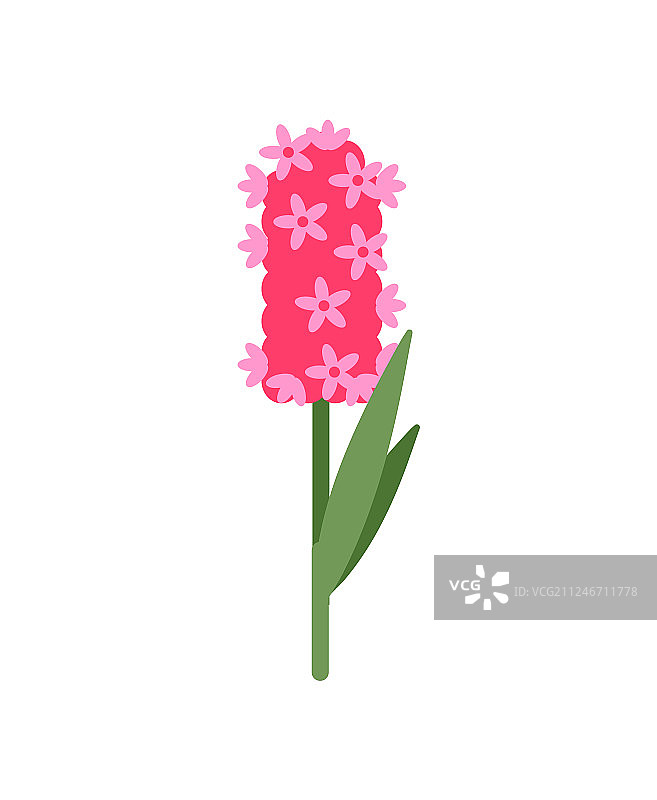 独立小花盛开的粉色风信子图片素材