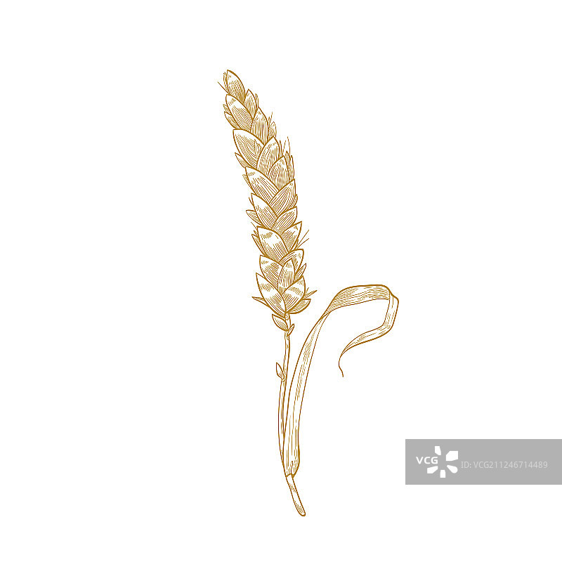 优雅的植物绘画：麦穗图片素材