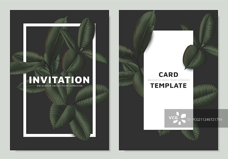 深色哑光绿色橡胶树叶图片素材