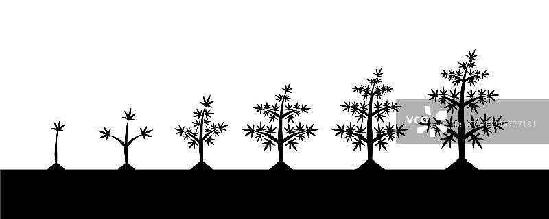 白色背景上的大麻植物生长阶段轮廓图片素材