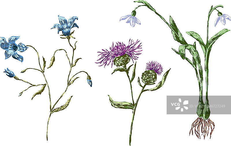 手绘各种野花图片素材