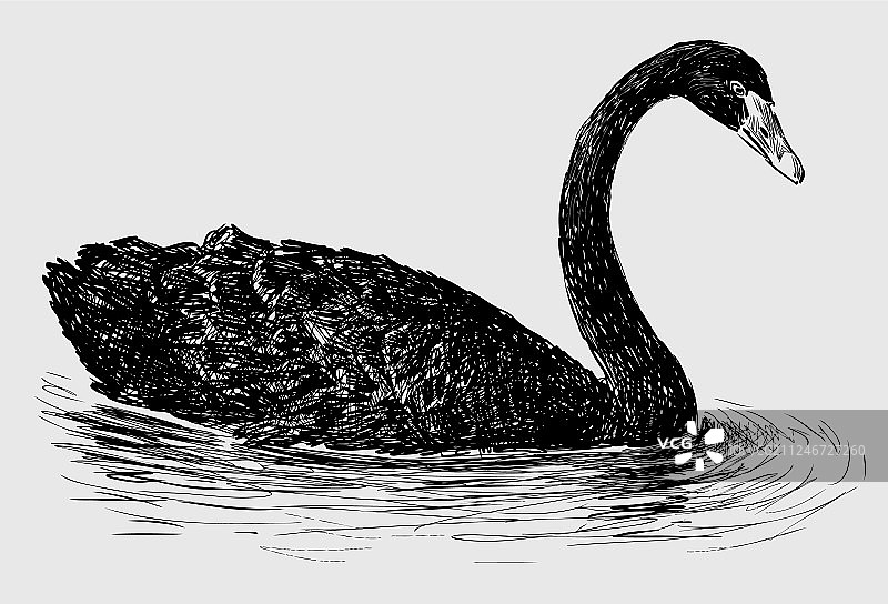 手绘漂浮的天鹅图片素材