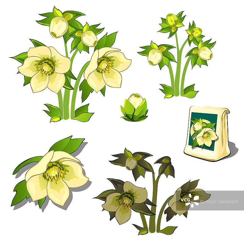 种子生长阶段和枯萎的黄花图片素材