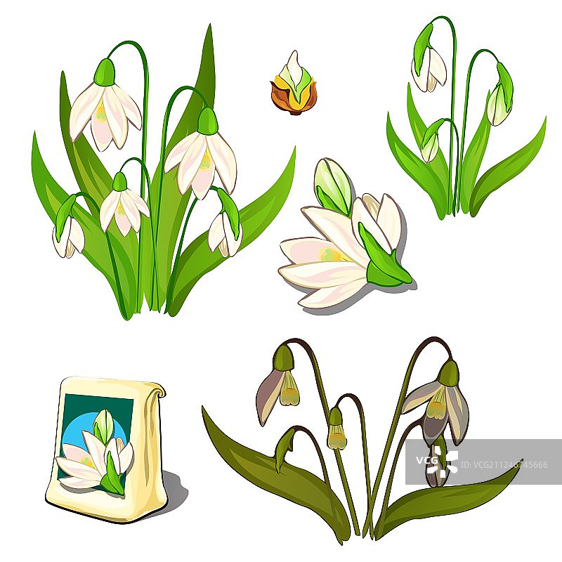 种子生长和白花凋谢阶段图片素材