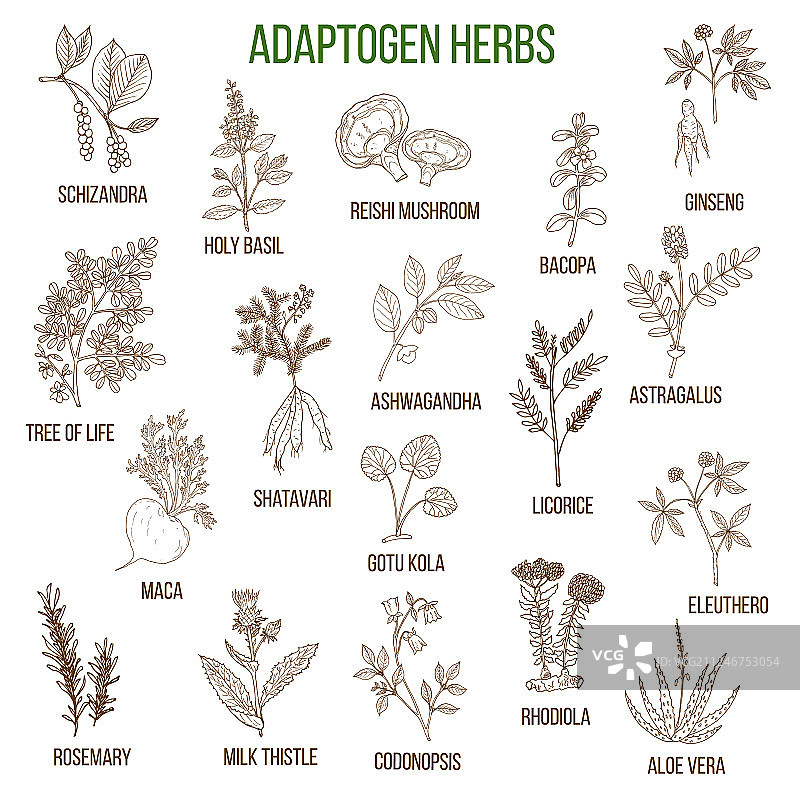 药用植物适应原草药手绘套装图片素材