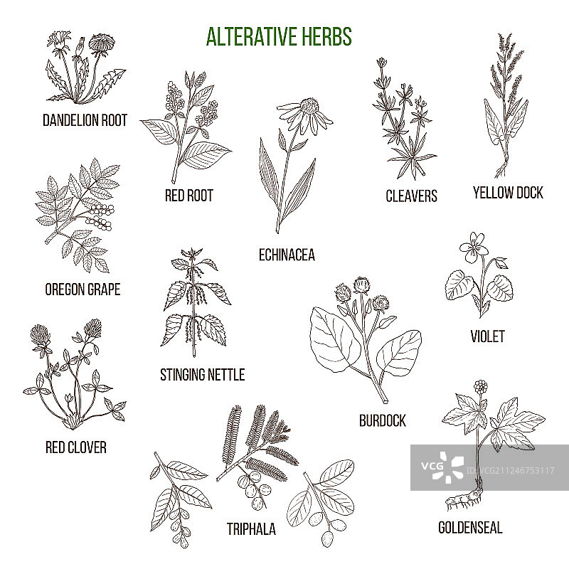 草药手绘药用植物图片素材