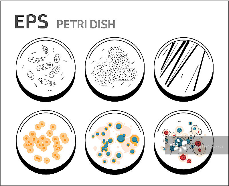 培养皿中分离的细菌细胞图片素材