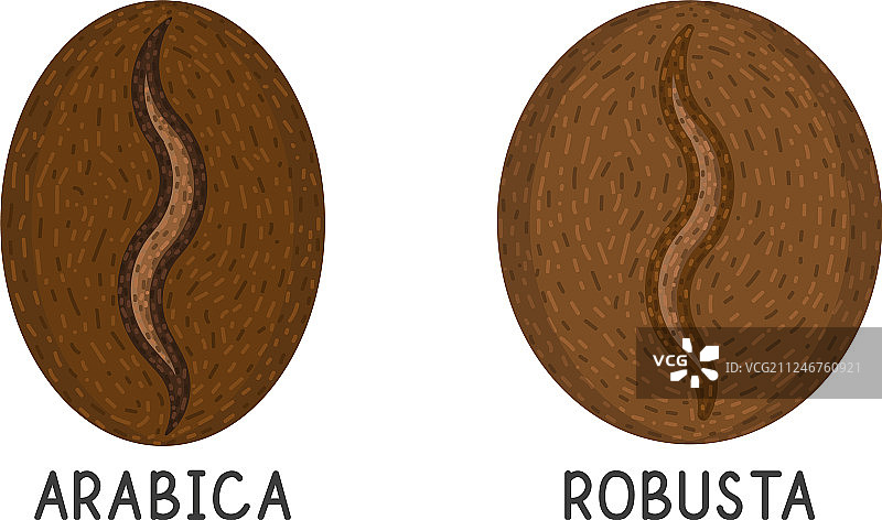 罗布斯塔和阿拉比卡咖啡豆图标图片素材