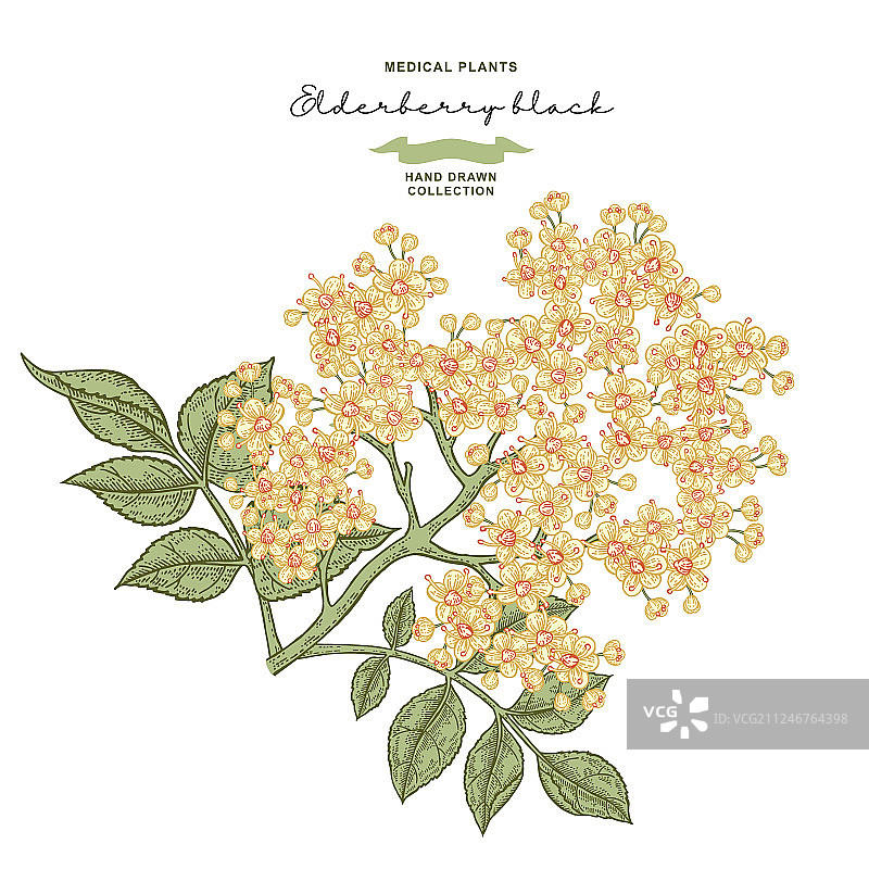 白色背景下的接骨木花枝图片素材