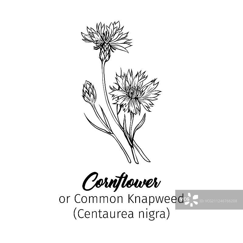 矢车菊花单色手绘草图图片素材