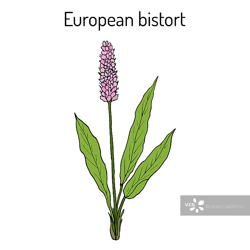 欧洲蓼图片素材