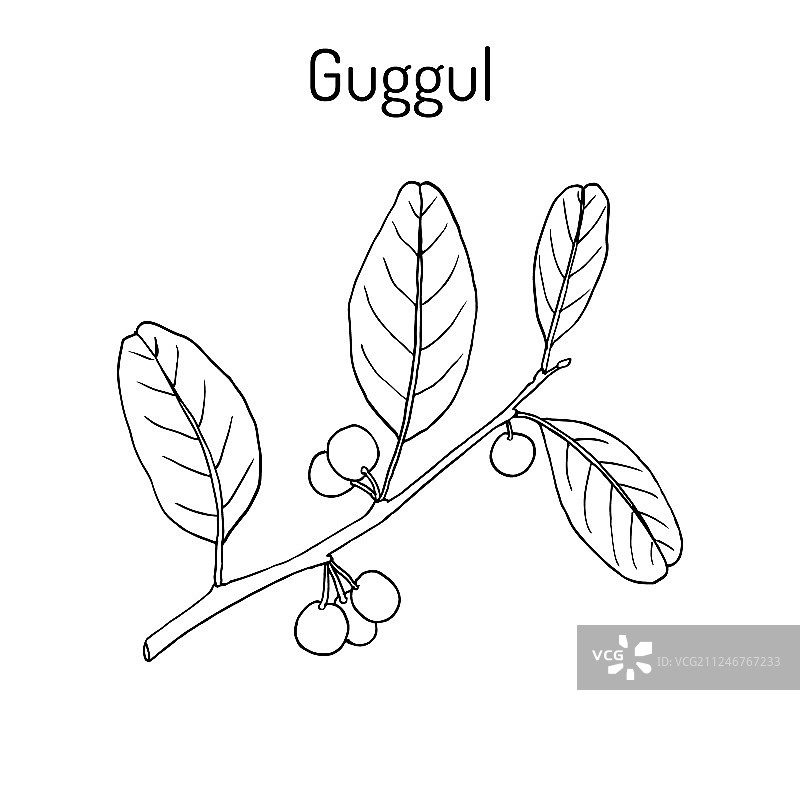 最佳阿育吠陀植物没药图片素材