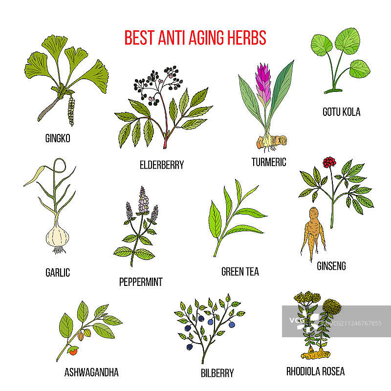 抗衰老草药合集图片素材