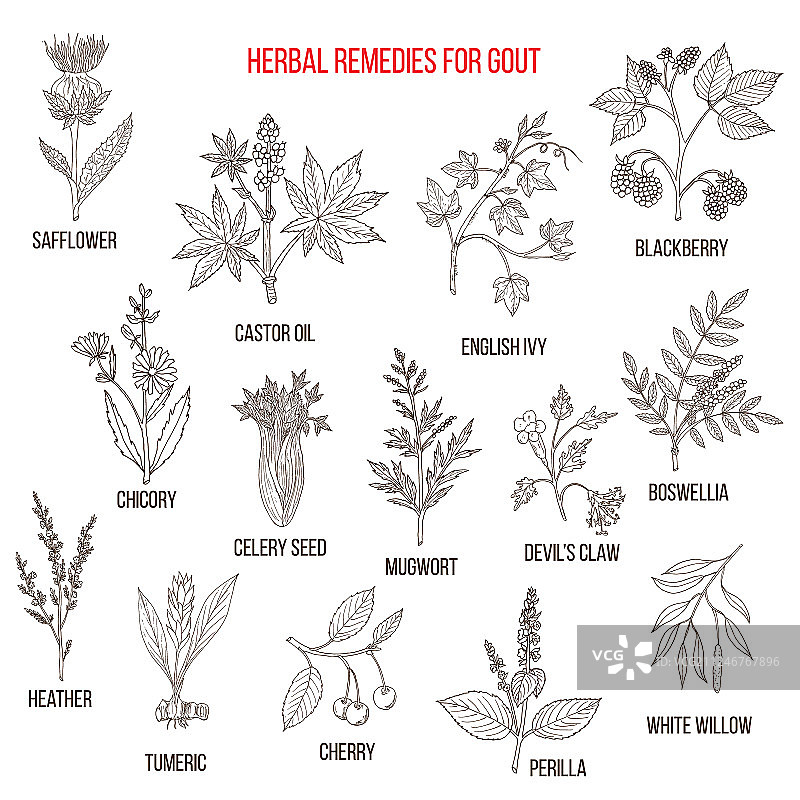 用于治疗痛风的天然草药系列图片素材